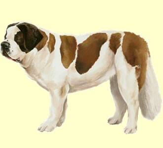 Domyno - Saint-Bernard Mâle (1 an)