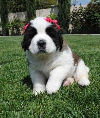 princess angel (a new photo of her now because she is 4 months) - Saint-Bernard (3 mois)