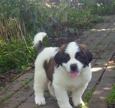 bobo - Saint-Bernard Mâle (5 mois)