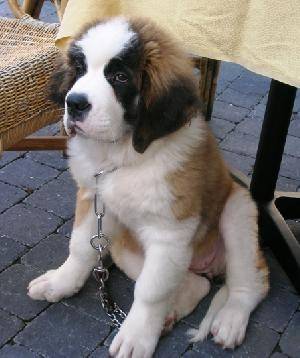 Kima - Saint-Bernard Mâle (4 ans)