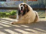 Grandollón - Saint-Bernard Mâle (6 ans)