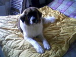 sahnouu - Saint-Bernard Femelle (2 ans)