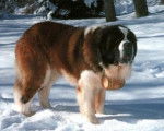 Dik - Saint-Bernard Mâle (3 ans)