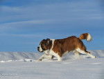 shela - Saint-Bernard Femelle (4 ans)