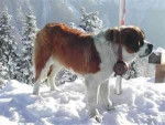 betobben - Saint-Bernard Mâle (5 ans)