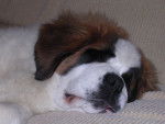 chopin - Saint-Bernard Mâle (2 ans)
