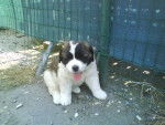 dina - Saint-Bernard Femelle (1 an)