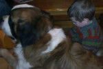 Barry et Hugo (4 ans) - Saint-Bernard Mâle (2 ans)