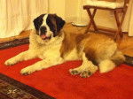 Prada - Saint-Bernard Femelle (2 ans)