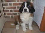 anelle - Saint-Bernard Mâle (3 mois)