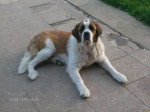 Shiva - Saint-Bernard Femelle (5 ans)