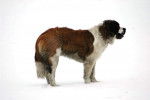 Styvel - Saint-Bernard Mâle (7 ans)