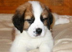 beethoven petit - Saint-Bernard Mâle (4 mois)