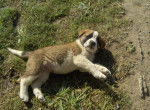Bulltaine - Saint-Bernard Femelle (10 mois)