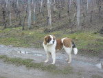 Kali Saint-Bernard - Saint-Bernard