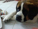 achille le saint bernard - Saint-Bernard