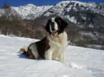 saint-bernard - Saint-Bernard