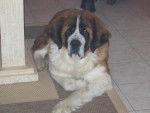 SAINT-BERNARD CLOE - Saint-Bernard