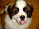 saint bernard - Saint-Bernard