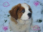 kali saint bernard - Saint-Bernard