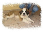 saint-bernard - Saint-Bernard