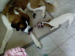 Astra une Jack Russel & Achille un Saint Bernard - Saint-Bernard