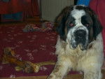 saint-bernard - Saint-Bernard