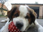 kali saint bernard - Saint-Bernard