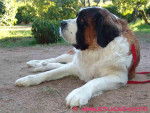 Cléopatre - Saint-Bernard Mâle (5 ans)