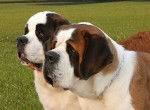Caly 9 mois et Asia 3 ans - Saint-Bernard (9 mois)