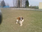 Dora la toutoune - Saint-Bernard Femelle (2 ans)