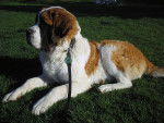Photo Saint-Bernard