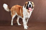 Photo Saint-Bernard