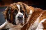 Photo Saint-Bernard