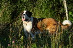Photo Saint-Bernard