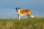 Photo Saint-Bernard