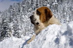 Photo Saint-Bernard