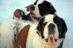 Photo Saint-Bernard