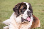 Un Saint-Bernard allongé dans l'herbe