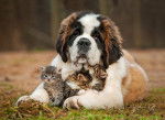Un chiot Saint-Bernard tient dans ses pattes trois petits chatons