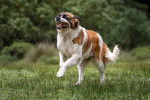 Un Saint-Bernard en train de courir dans l'herbe