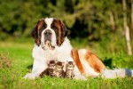 Un Saint-Bernard allongé dans l'herbe avec trois chatons 