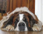sycat - Saint-Bernard Femelle (11 ans)