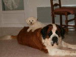Sissi et Daisy - Saint-Bernard Femelle (8 ans)