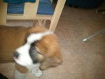 Sally - Saint-Bernard Femelle (1 an)