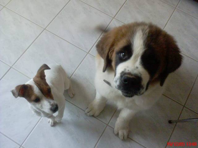 Astra une Jack Russel Terrier & Achille un Saint-Bernard - Saint-Bernard