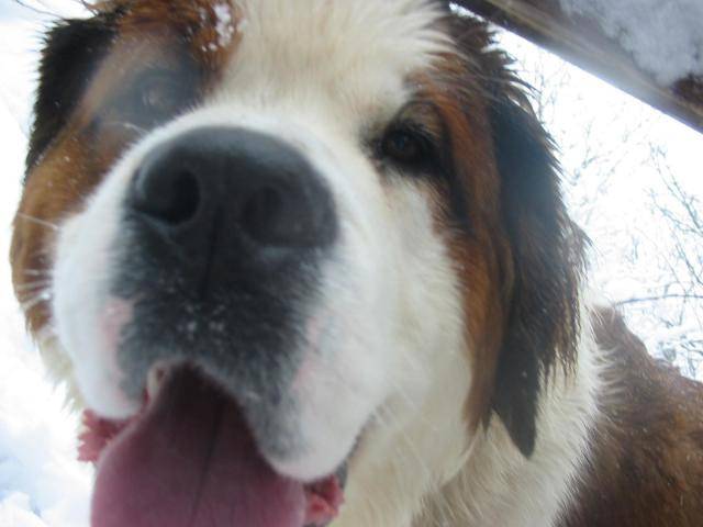 Kali Saint Bernard - Saint-Bernard