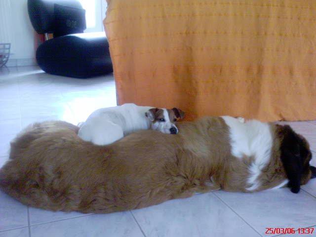 Astra une Jack Russel & Achille un Saint Bernard - Saint-Bernard