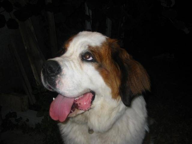 Kali Saint Bernard - Saint-Bernard