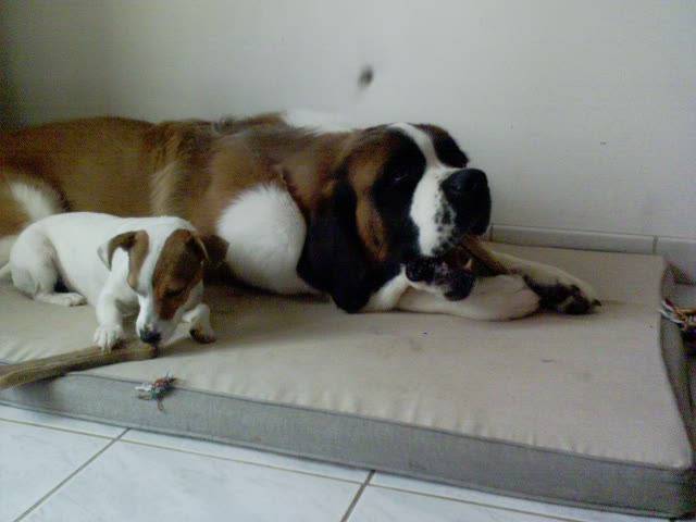 Astra une Jack Russel & Achille un Saint Bernard - Saint-Bernard